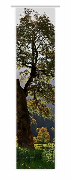 Flächenvorhang Herbstsonnenmomente  , Schiebevorhang, Schiebegardine, modern, 60 cm breit, 2,65 m h